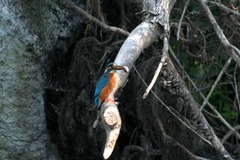 Killikus&reg; Fotographie